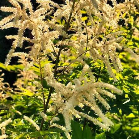 Nuumis Luxury 115 M2 Apartment, Dresdner Heide Mit Garten Lejlighed Dresden