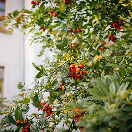 Nuumis Luxury 115 M2 Apartment, Dresdner Heide Mit Garten *